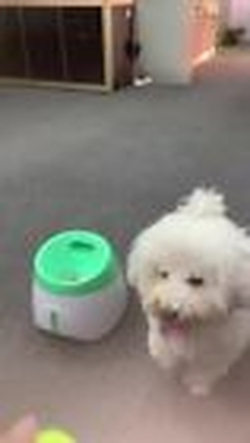 Automatic Dog Ball Launcher Toy
